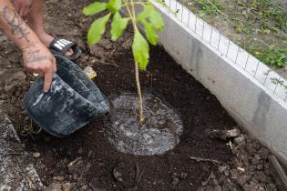20250829dicimouyit4597.jpg Plantación a cargo de la comisión verde de los vecinos y vecin