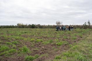 Montevideo Rural : Podas en frutales de hoja caduca Montevideo Rural : Podas en frutales de hoja caduca