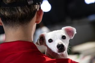 20251101dicimouyjmr1541.jpg Jornada de adopción de animales y feria vegana en el Velódrom