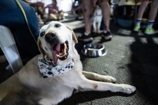 20251101dicimouyjmr1545.jpg Jornada de adopción de animales y feria vegana en el Velódrom