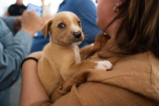 20251101dicimouyjmr1551.jpg Jornada de adopción de animales y feria vegana en el Velódrom