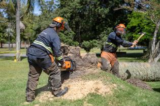 Extracción de palmeras afectadas por el picudo rojo, en zona de