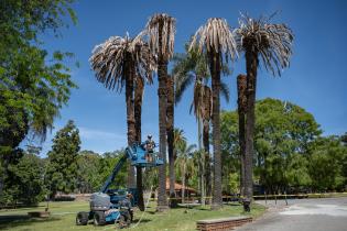 Extracción de palmeras afectadas por el picudo rojo, en zona de