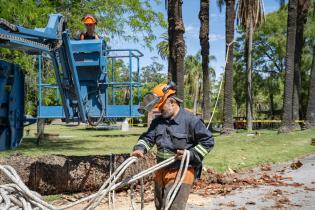 Extracción de palmeras afectadas por el picudo rojo, en zona de