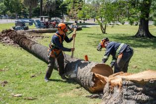 Extracción de palmeras afectadas por el picudo rojo, en zona de
