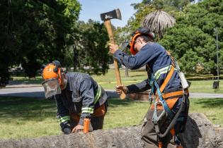 Extracción de palmeras afectadas por el picudo rojo, en zona de