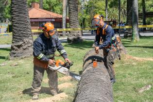 Extracción de palmeras afectadas por el picudo rojo, en zona de