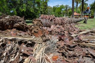 Extracción de palmeras afectadas por el picudo rojo, en zona de