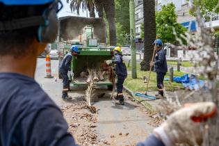 Extracción de palmeras afectadas por el picudo rojo, en Bv. Gra