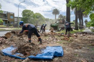 Extracción de palmeras afectadas por el picudo rojo, en Bv. Gra