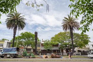 Extracción de palmeras afectadas por el picudo rojo, en Bv. Gra