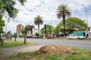 Extracción de palmeras afectadas por el picudo rojo, en Bv. Gra