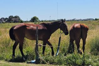 Retiro de caballos sueltos en vías públicas