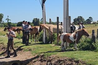 Retiro de caballos sueltos en vías públicas