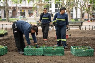 Plantación de especies vegetales por proyecto de reformulación