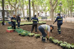Plantación de especies vegetales por proyecto de reformulación