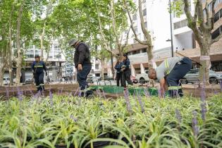 Plantación de especies vegetales por proyecto de reformulación