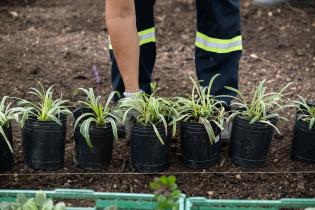 Plantación de especies vegetales por proyecto de reformulación
