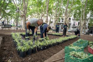 Plantación de especies vegetales por proyecto de reformulación