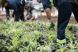Plantación de especies vegetales por proyecto de reformulación