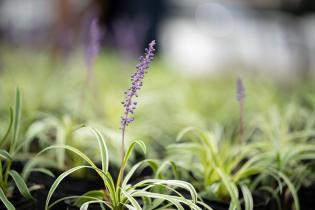Plantación de especies vegetales por proyecto de reformulación