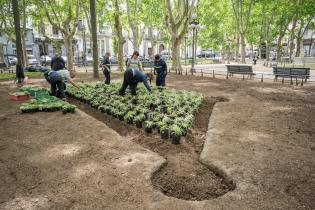 Plantación de especies vegetales por proyecto de reformulación