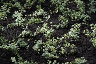 Plantación de especies vegetales por proyecto de reformulación