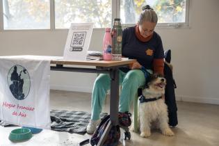 Jornada de adopción de perros en espacio Colabora
