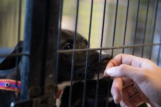 Jornada de adopción de perros en espacio Colabora