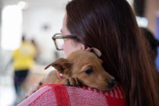 Jornada de adopción de perros en espacio Colabora