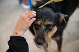 Jornada de adopción de perros en espacio Colabora