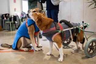 Jornada de adopción de perros en espacio Colabora