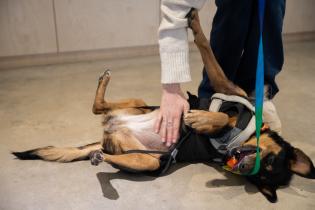 Jornada de adopción de perros en espacio Colabora