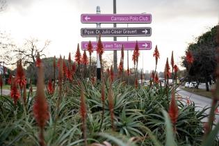  Extracción de plantas de aloe del cantero central de Av. Itali