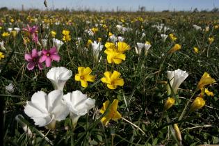 El campo natural y sus servicios ecosistémicos