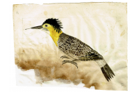 Ilustración de un pájaro Carpintero
