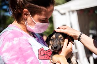 Jornada de adopción de animales de compañia organizada por la Asociación Animalista LIBERA