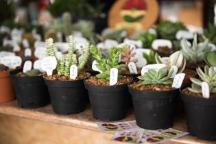 Feria Mypes «Un regalo para mamá» Feria Mypes «Un regalo para mamá»