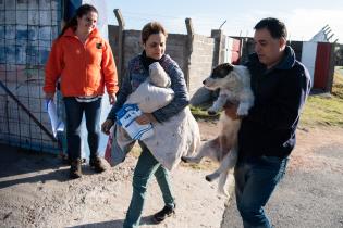 Castraciones en Malvín Norte en el marco del Plan ABC Castraciones en Malvín Norte en el marco del Plan ABC
