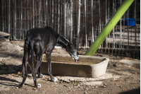 Distribución de agua en refugio de animales