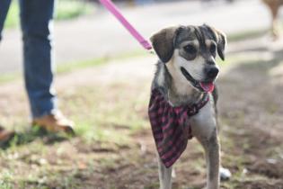 Jornada de adopción de animales de compañía en el Parque Rodó