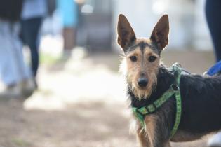 Jornada de adopción de animales de compañía en el Parque Rodó