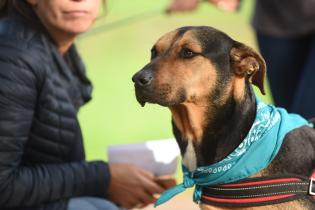 Jornada de adopción de animales de compañía en el Parque Rodó