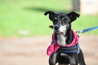 Jornada de adopción de animales de compañía en el Parque Rodó