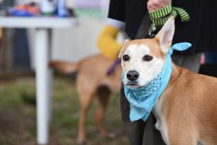 Jornada de adopción de animales de compañía en el Parque Rodó