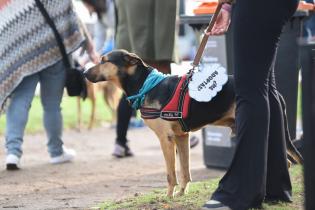 Jornada de adopción de animales de compañía en el Parque Rodó