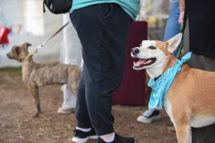 Jornada de adopción de animales de compañía en el Parque Rodó