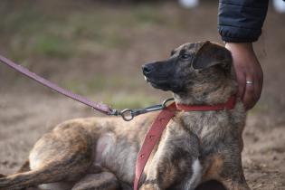 Jornada de adopción de animales de compañía en el Parque Rodó