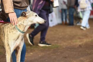 Jornada de adopción de animales de compañía en el Parque Rodó