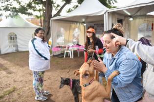 Jornada de adopción de animales de compañía en el Parque Rodó